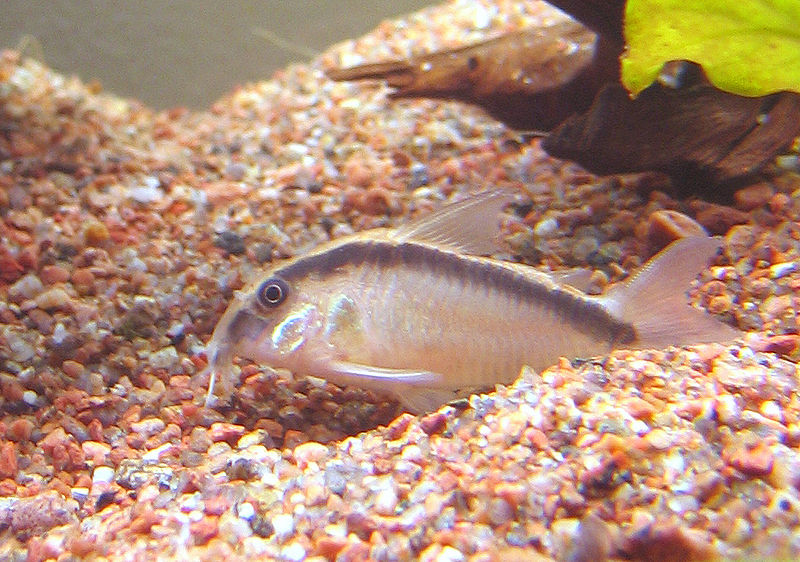 File:Corydoras arcuatus.jpg