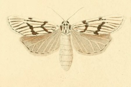 Coscinia_bifasciata