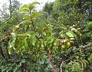 Couepia grandiflora