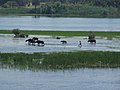 Cows in the Nile River - panoramio.jpg