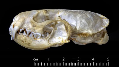 Cráneo de armiño (Mustela erminea).jpg