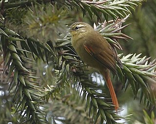 <span class="mw-page-title-main">Olive spinetail</span> Species of bird