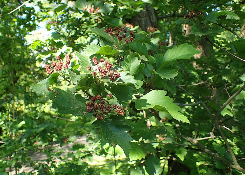 File:Crataegus chlorosarca kz03.jpg