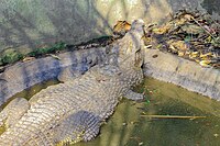 Krokodil im Lebenden Museum Bujumbura