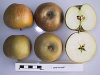 Cross section of King Russet, National Fruit Collection (acc. 1960-014) .jpg