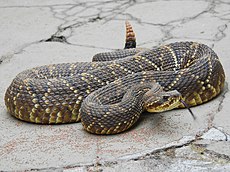 Crotalus durissus.jpg