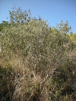 <i>Croton phebalioides</i> Species of flowering plant