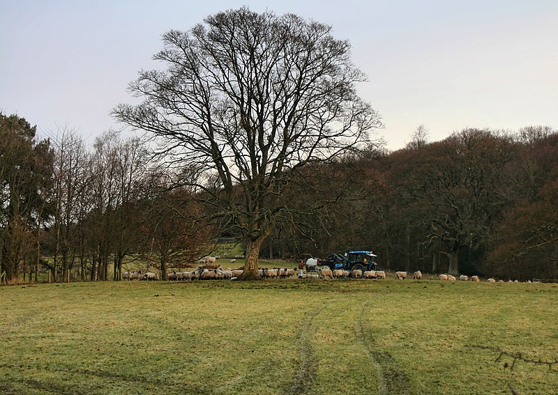 File:Crow Wood - geograph.org.uk - 2737375.jpg