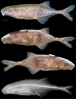 <i>Cryptomyrus</i> Genus of ray-finned fishes