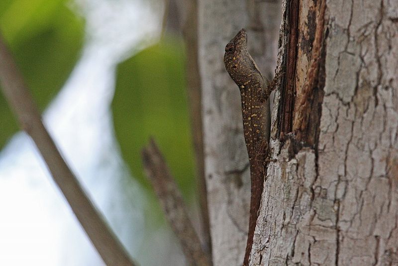 File:Cuban Brown Anole (Anolis sagrei) (8592690862).jpg