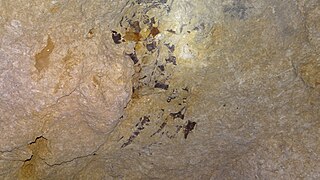 Fossile de mosasaure dans la carrière.