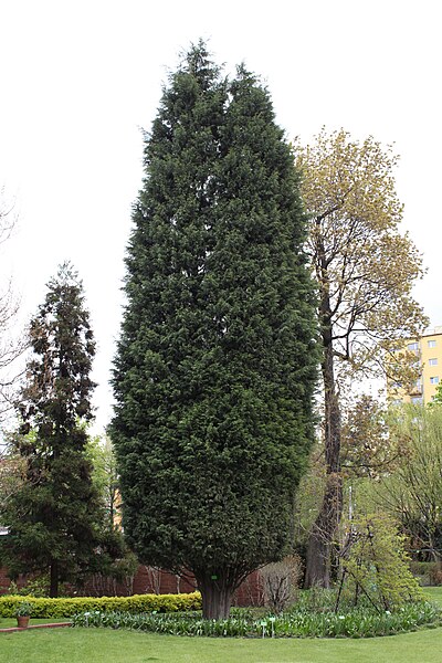 File:Cupressocyparis leylandii 'Naylor's Blue' OB Wrocław.jpg