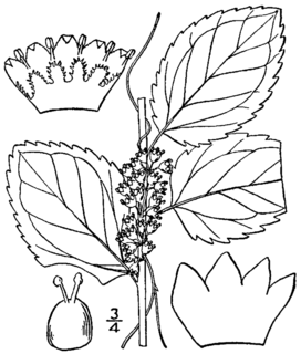 <i>Cuscuta coryli</i> Species of flowering plant