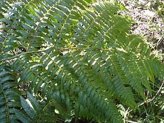 <i>Cyathea delgadii</i> species of plant