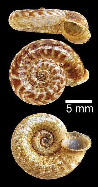 File:Cyclotus euryomphalus (NHMUK 20170351) 01.jpg