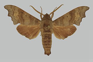 <i>Cypa claggi</i> Species of moth