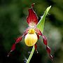 Miniatura para Cypripedium parviflorum