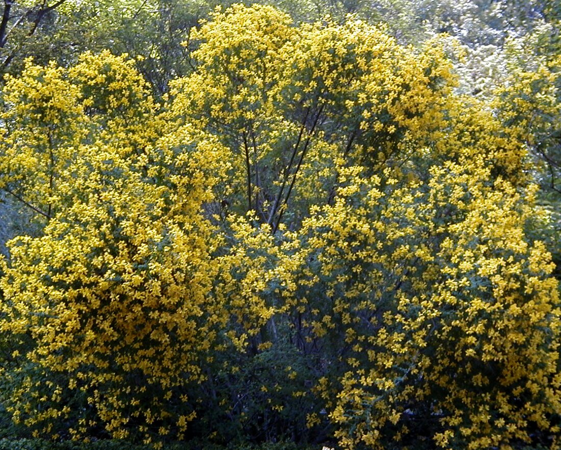 File:Cytisophyllum sessilifolium 1.jpg