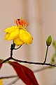 DGJ 0440 - Mekong Flower (3355142162).jpg