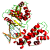 DNA polymerase.png