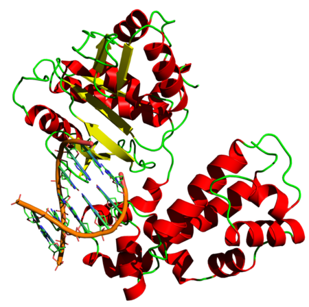 DNA_polymerase