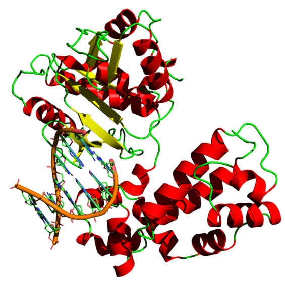 صورة:DNA polymerase.png