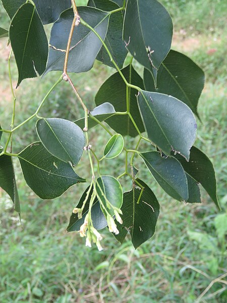 File:Dalbergia sissoo -Indian Rosewood - at Masinagudi (4).jpg