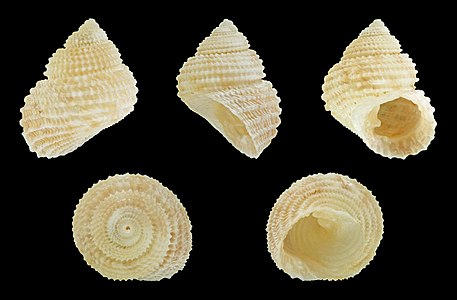 Danilia eucheliformis