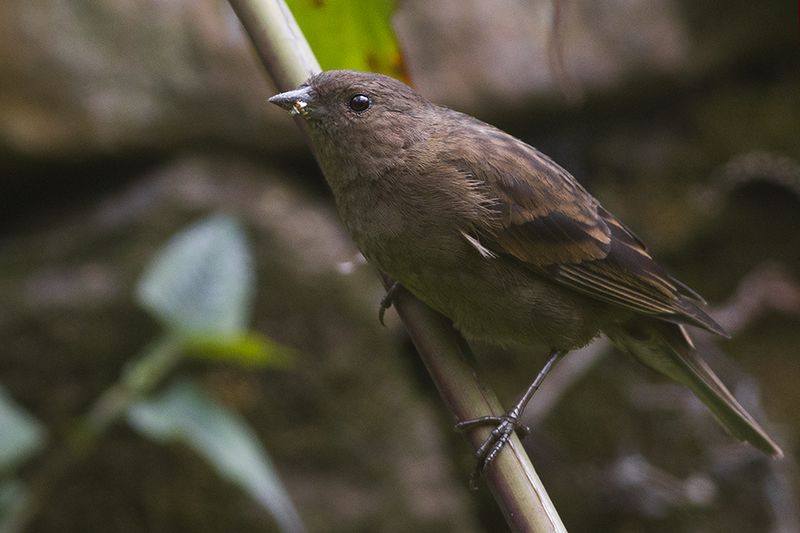 File:Dark-breasted Rosefinch Khangchendzonga National park West Sikkim India 30.03.2016.jpg