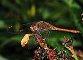 Sympetrum striolatrum (Libellulidae) Common Darter