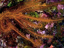 Davidaster rubiginosa (Golden Crinoid Feather Star).jpg