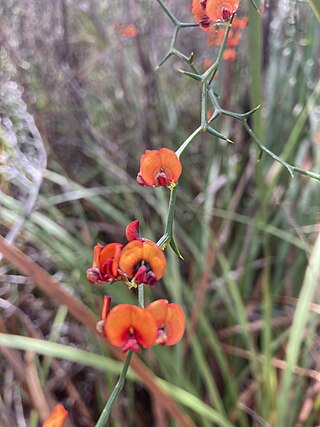 <i>Daviesia flexuosa</i> Species of legume