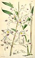 Dendrobium amoenum plate 6199 in: Curtis's Bot. Magazine (Orchidaceae), vol. 101, (1875)