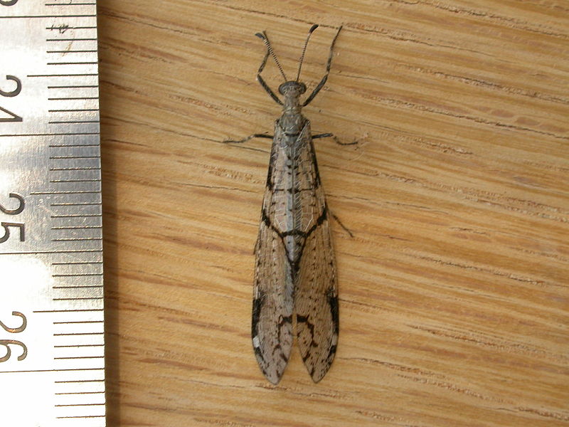 File:Dendroleon amabilis (3137244987).jpg