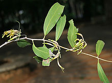 Dendrophthoe falcata in Hyderabad, AP W IMG 0462.jpg