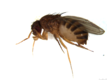 Drosophila funebris female