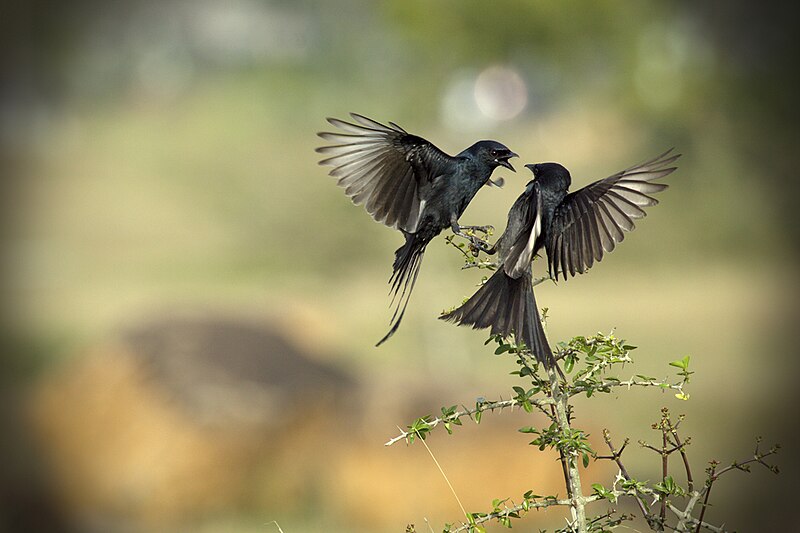 File:Dicrurus macrocercus playing.jpg