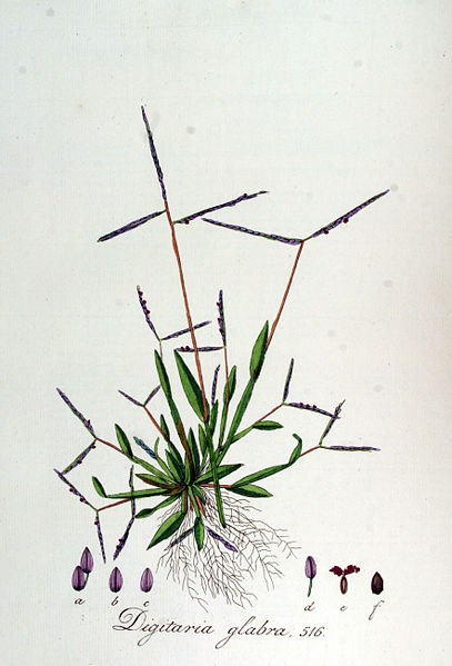 File:Digitaria glabra — Flora Batava — Volume v7.jpg