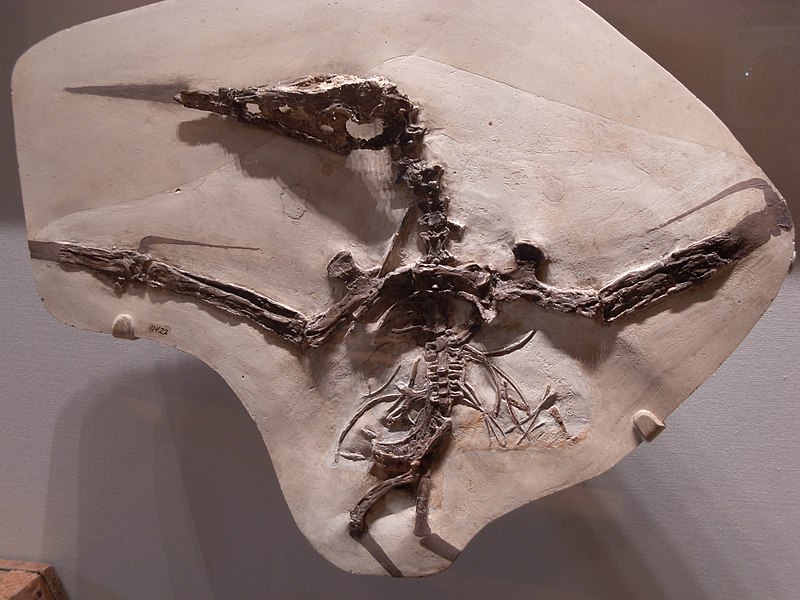 File:Dinosaurs at CMNH 49.JPG