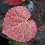 Disanthus cercidifolius (leaf s4).jpg