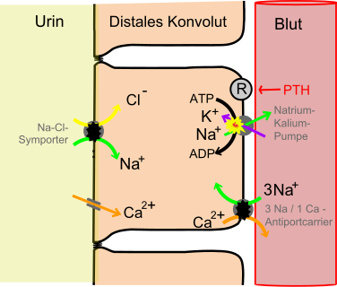 File:Distales Konvolut.svg