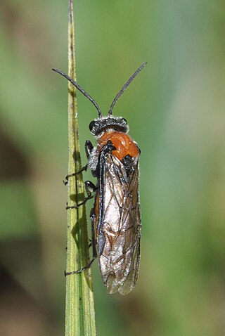 <i>Dolerus madidus</i> Species of sawfly