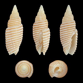 <i>Domiporta filaris</i> species of mollusc