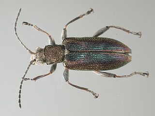 <i>Donacia vulgaris</i> Species of beetle
