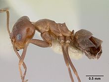 Dorymyrmex paiute casent0103441 профиль 1.jpg