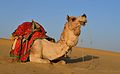 * Nomination Dromedary (Camelus dromedarius) in Desert Thar, India. --Clément Bardot 09:02, 27 April 2021 (UTC)  Support Good quality, and quite nice. I added two categories. --Christian Ferrer 12:23, 27 April 2021 (UTC) * Promotion {{{2}}}