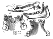 Illustration of the fossilized jaws and teeth of the Eocene brontothere mammal Duchesneodus Duchesneodus-skull.png