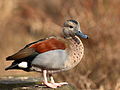 * Nomination Duck at Munich Zoo --Martin Falbisoner 19:24, 21 March 2013 (UTC) * Promotion  Support --Iifar 20:22, 21 March 2013 (UTC)