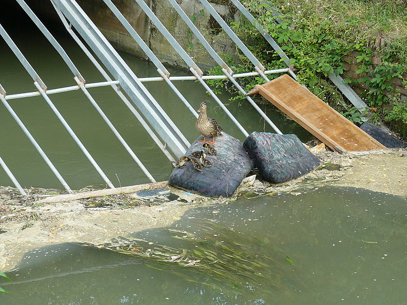 File:Duck family.jpg