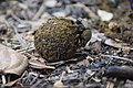 Dung Beetle making a dung ball 12.jpg